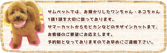 サムペットでは、お預かりしたワンちゃん・ネコちゃん1頭1頭を大切に扱っております。サマーカットからモヒカンなどのデザインカットまで、お客様のご要望にお応えします。予約制となっておりますのでお早めにご連絡下さい。