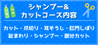 シャンプー＆カットコース内容